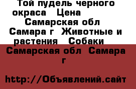Той пудель черного окраса › Цена ­ 25 000 - Самарская обл., Самара г. Животные и растения » Собаки   . Самарская обл.,Самара г.